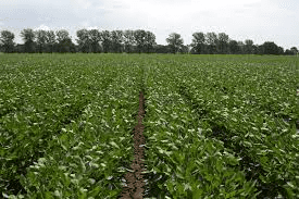 All you need to know about Soybean Farming Process