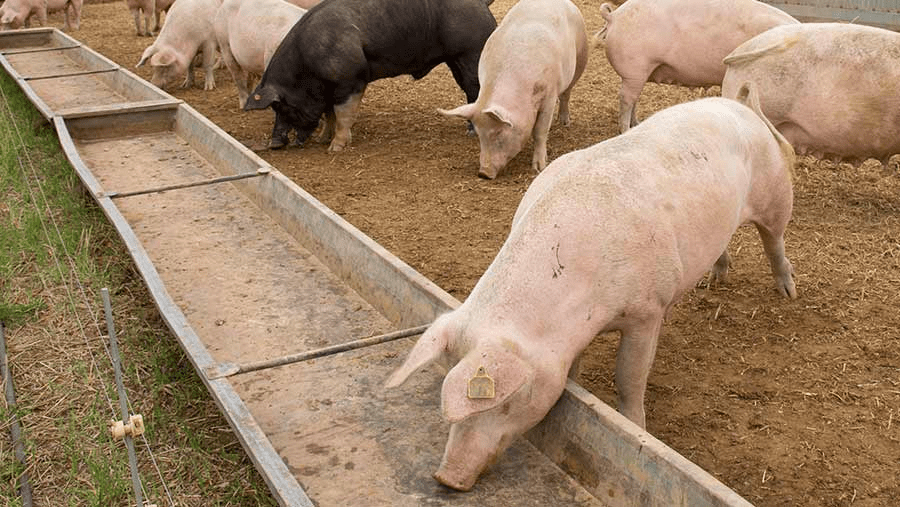 Complete Guide to Proper Ways of Feeding Pigs