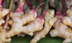 10 Health Benefits of Ginger Plant (Zingiber officinale) 10 Health Benefits of Ginger Plant (Zingiber officinale)