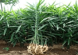 10 Health Benefits of Ginger Plant (Zingiber officinale) 10 Health Benefits of Ginger Plant (Zingiber officinale)