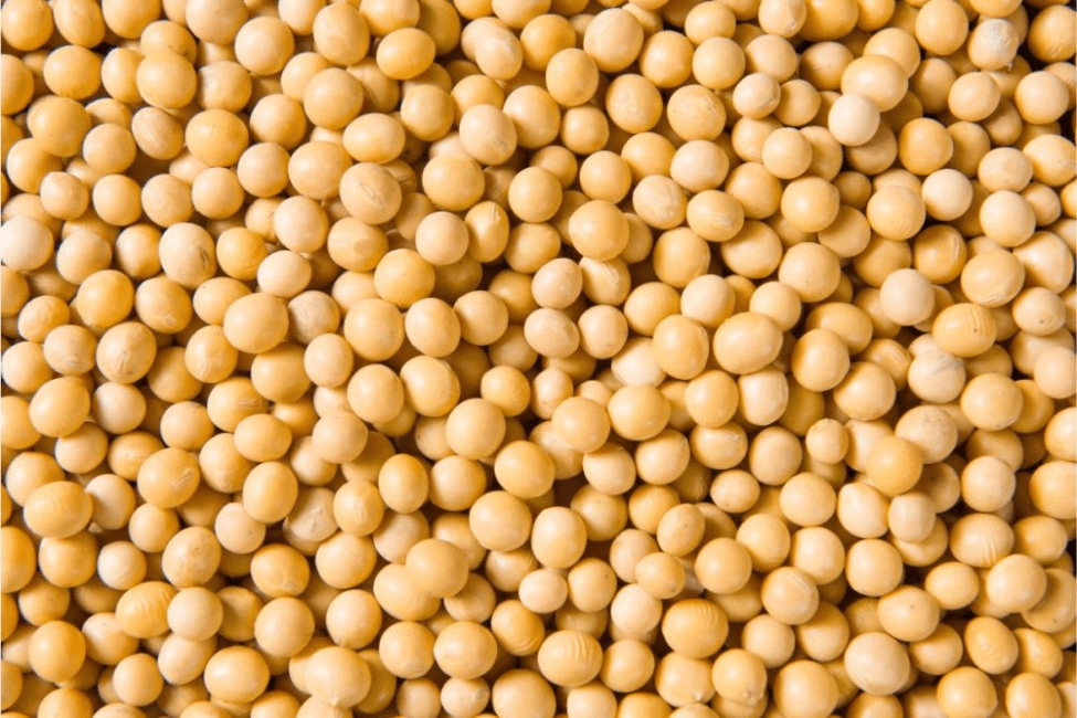 SoyBeans: It's Importance and Health Benefits