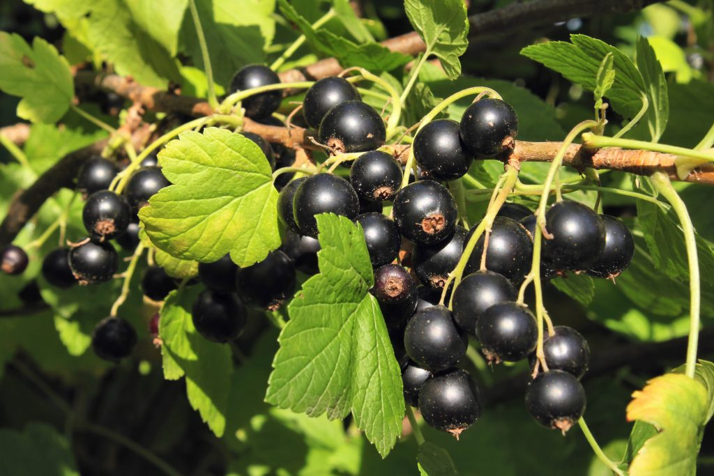 Reasons why Black Currant is good for your Health Reasons why Black Currant is good for your Health