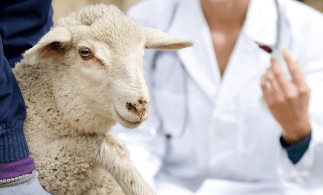 Introduction and Basic Terms Used in Animal Health and Disease
