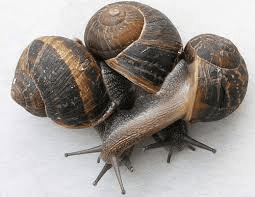 Breeds of Snails and their Origins