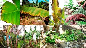 Disease and Pest Control of Plantain