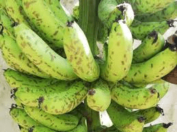 Disease and Pest Control of Plantain