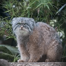 Pallas Cat Description and Complete Care Guide Pallas Cat Description and Complete Care Guide