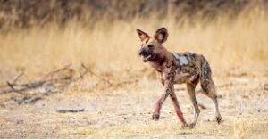 All You Need to Know About the Painted African Dog