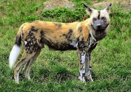 All You Need to Know About the Painted African Dog