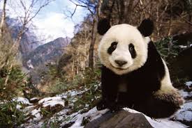 All You Need To Know About The Wild Panda All You Need To Know About The Wild Panda