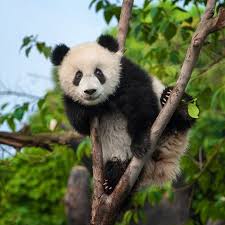 All You Need To Know About The Wild Panda All You Need To Know About The Wild Panda