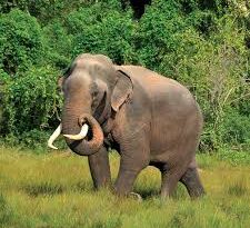The Sri Lankan Elephant: History, Health and Nutrition