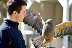 Wild Bird Rescue and Wild Bird Sanctuary Wild Bird Rescue and Wild Bird Sanctuary