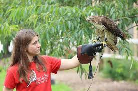 Wild Bird Rescue and Wild Bird Sanctuary Wild Bird Rescue and Wild Bird Sanctuary