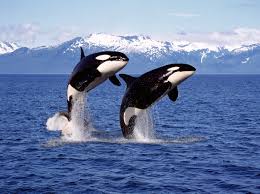 All You Need To Know About Orcas In The Wild