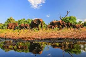 Wild African Animals: Behavioral Adaptation, Habitats and Range
