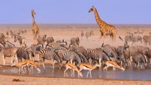 Wild African Animals: Behavioral Adaptation, Habitats and Range