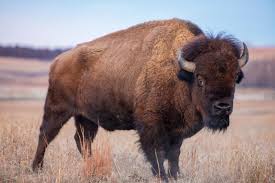 All you need to know about the Wild Bison