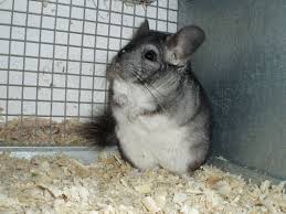 Chinchilla Endangered Rodent