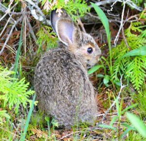 History, Importance and Development of the Wild Bunny Rescue