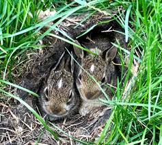 History, Importance and Development of the Wild Bunny Rescue