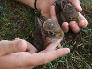 History, Importance and Development of the Wild Bunny Rescue