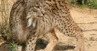 Complete List of Rare Wild Cats