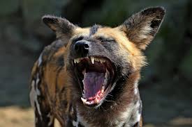 Wild African Dogs Description and Care Guide