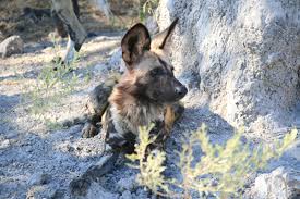 Wild Dog Description, their Personality and Care Guide