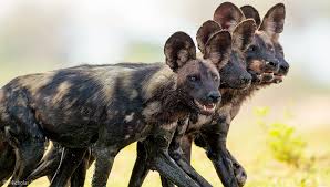 Wild Dog Description, their Personality and Care Guide