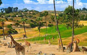 Wild Animal Park: Meaning, Uses and Importance