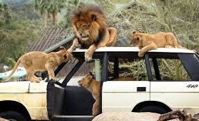 Wild Animal Park: Meaning, Uses and Importance