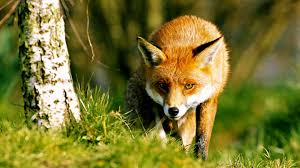 All You Need to Know About Wild Foxes