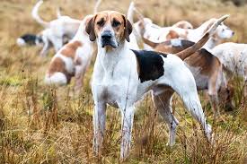 All you need to know about Fox Hound 