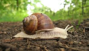 Health Benefits and Uses of Snail