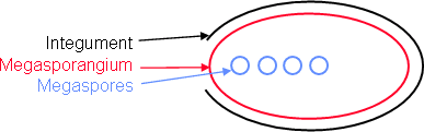 Reproductions in Gymnosperms