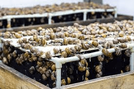 Factors to Consider when Choosing a Snail Farm Site