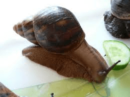 All you need to know about Achatina Marginata Breed of Snail