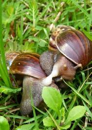 Achatina Fulica Specie of Snail: All you need to know about