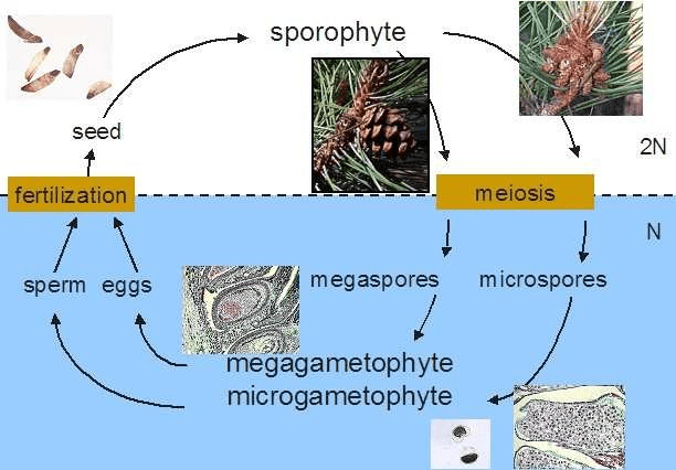 Reproductions in Gymnosperms