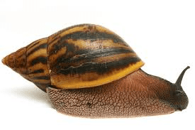 The Most Suitable Species of Snails