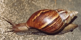 The Most Suitable Species of Snails