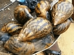 Achatina Achatina Specie of Snail: All you need to know about