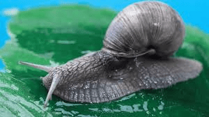 Comprehensive Guide on How to Plan a Snail Farming Venture