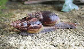 6 Factors that made Snail Farming a Highly Lucrative Business