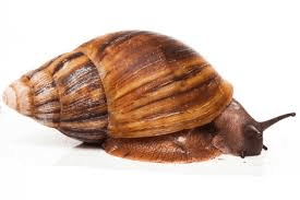 Cost of Rearing 100 Snails within Six (6) Months Cost of Rearing 100 Snails within Six (6) Months