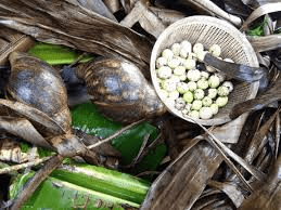 How Feeding Snails Affects their Eggs Hatching Rate