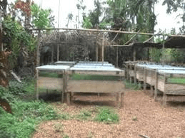 Best Methods of Constructing a Snail House (Snailery) Best Methods of Constructing a Snail House (Snailery)
