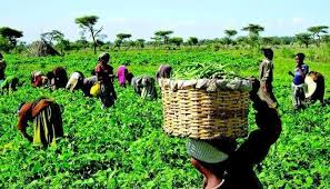 Importance of Farmers Education to Encourage Food Security