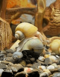 Complete Guide on How to Care for and Hatch Snail Eggs